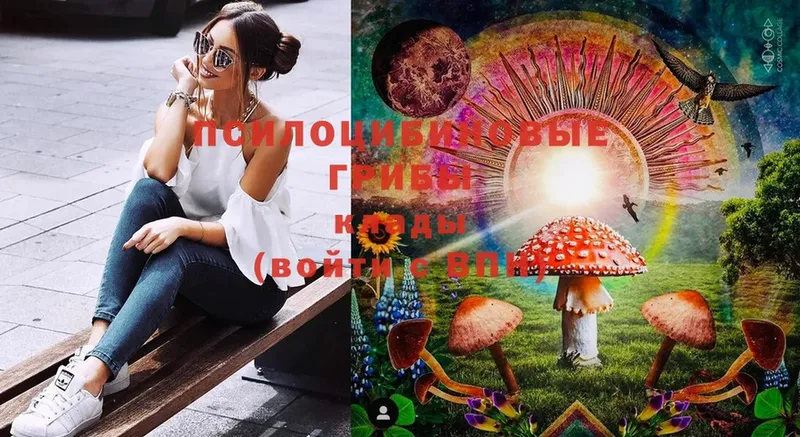 где можно купить   Уржум  Галлюциногенные грибы Magic Shrooms 